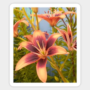 Lily Flower Orange Sticker